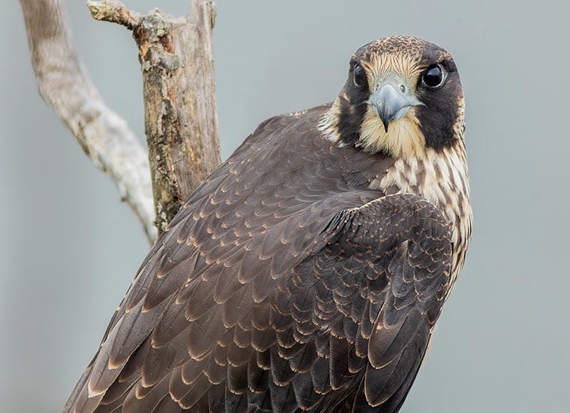 The Blade Celebrates as Two Peregrine Falcon Chicks Hatch on Roof
