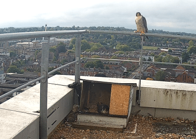 The Peregrine Falcons return to The Blade