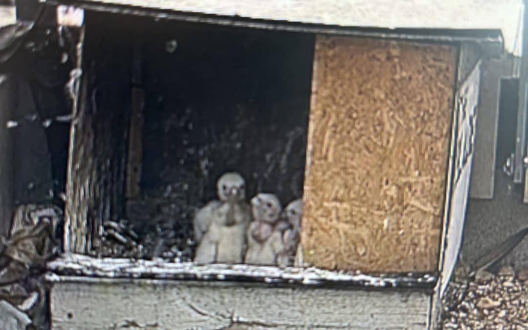 Waving goodbye to the Peregrines